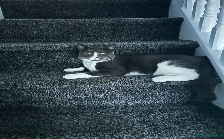 British Shorthair cats Beautiful blue and white siblings  - Advert 9