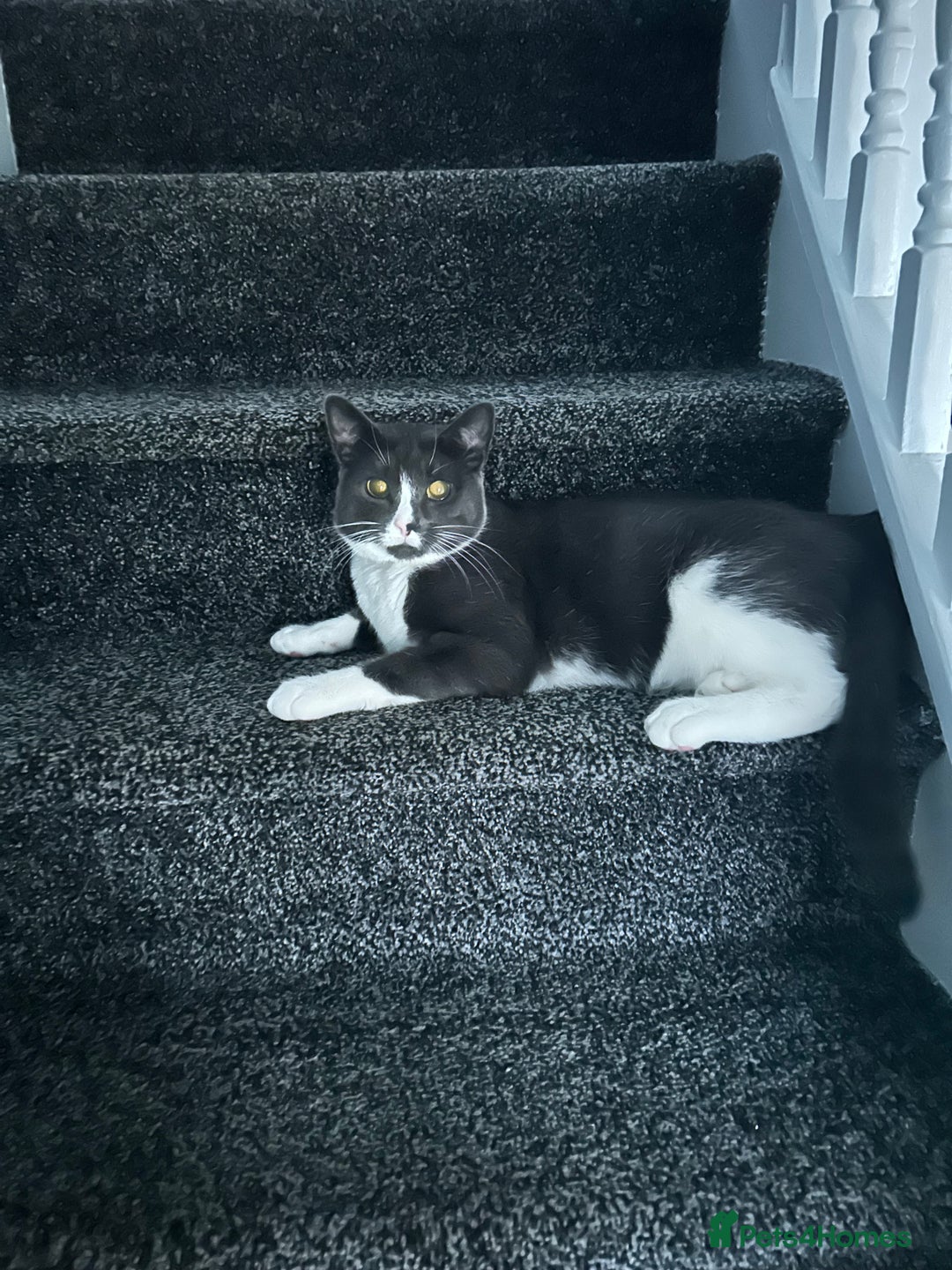 British Shorthair cats for sale: Beautiful blue and white siblings  - Advert 3