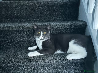 British Shorthair cats Beautiful blue and white siblings - Advert 15