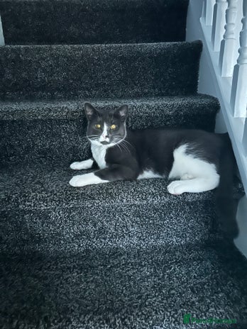 British Shorthair cats Beautiful blue and white siblings - Advert 9
