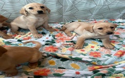 Labrador Retriever dogs for sale: Labrador puppy’s  - Image 12