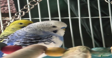 Budgerigars birds - Advert 1