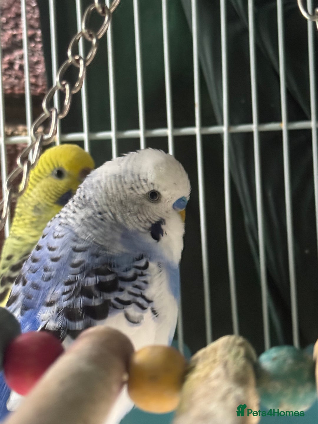 Budgerigars birds for sale: Budgies - Image 3