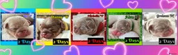 French Bulldog dogs for sale: Quality Puppies from highly health tested Parents - Advert 8