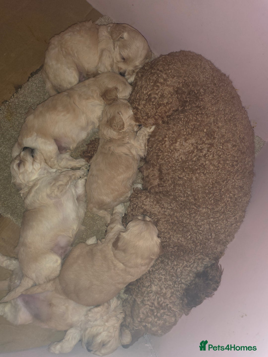 Maltipoo dogs for sale: F1 Maltipoo for sale  - Advert 31