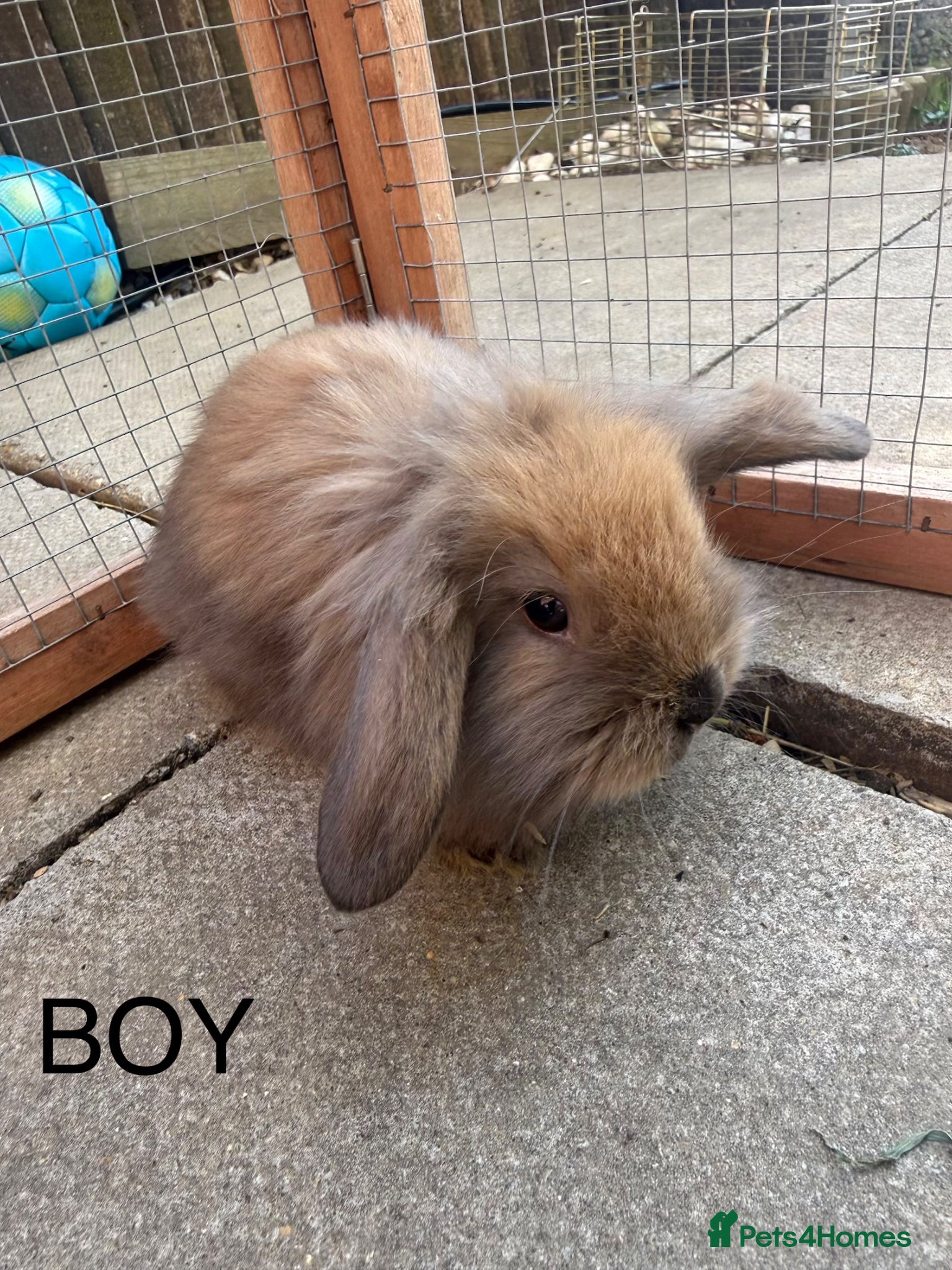 Mini Lion Lop rabbits 8 adorable bunnies for Sale 🩷💙 - Advert 2