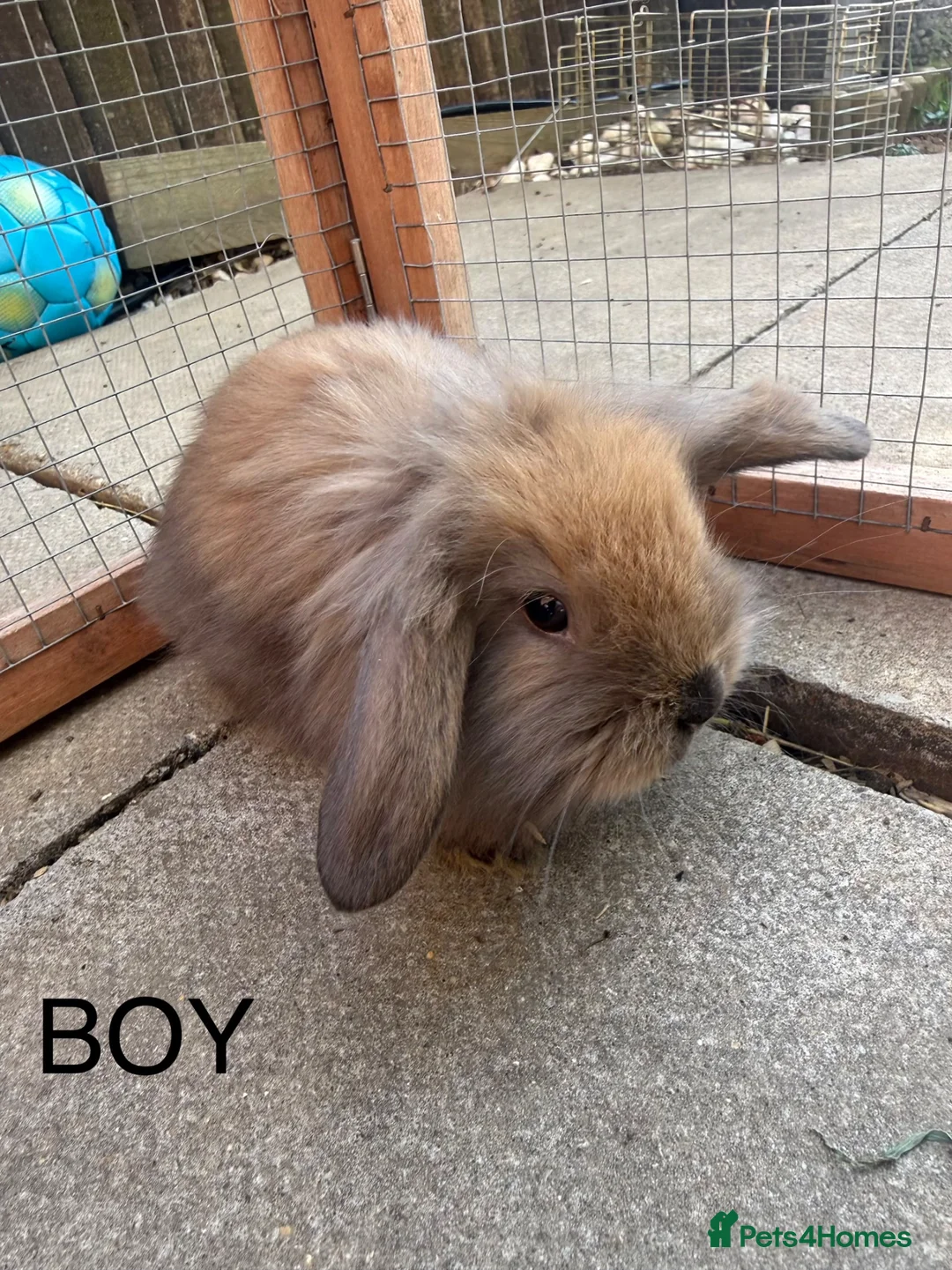 Mini Lion Lop rabbits for sale: 8 adorable bunnies for Sale 🩷💙 - Advert 2