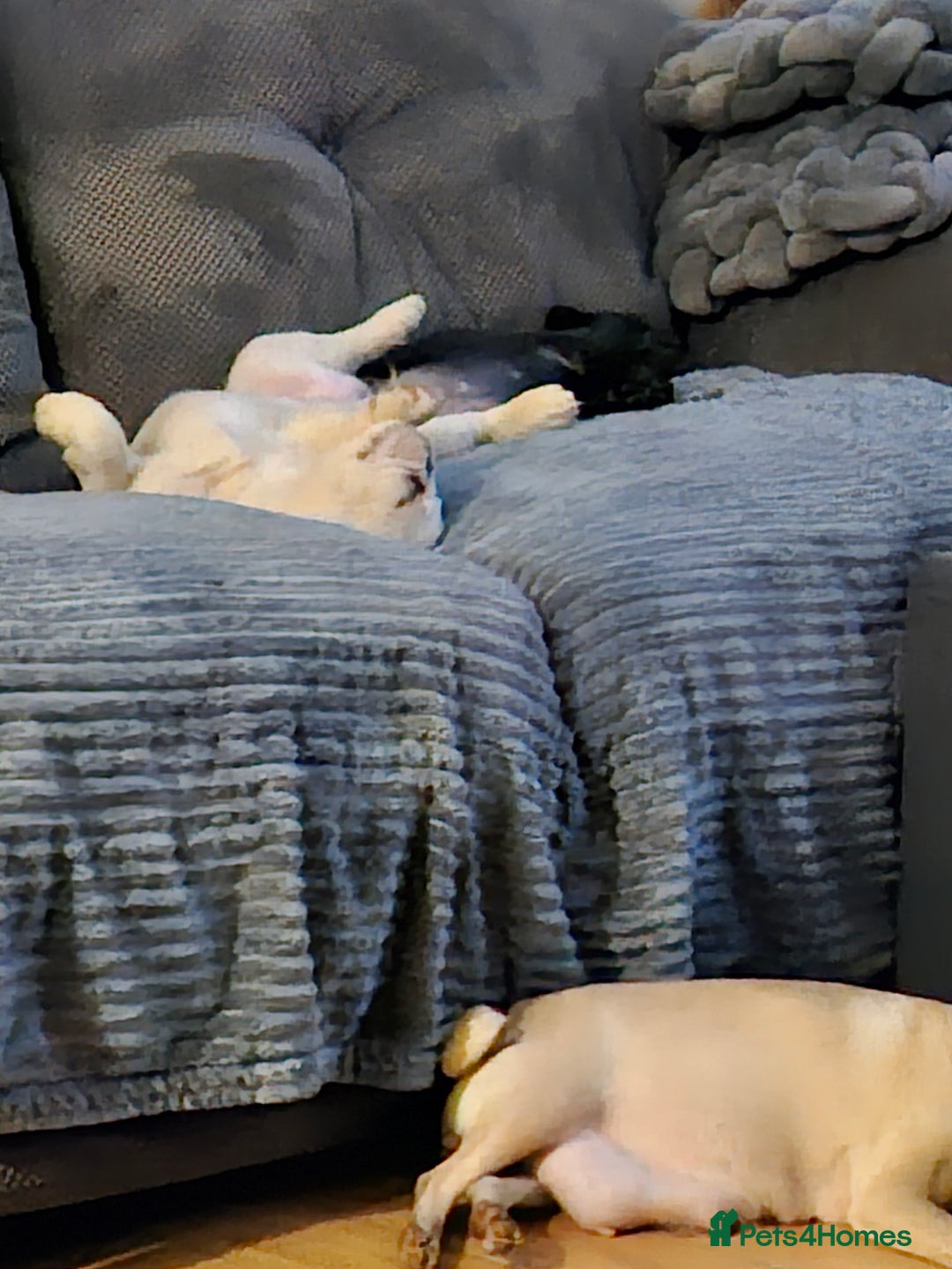 French Bulldog dogs for sale: Absolutely stunning fluffy frenchie  - Image 6
