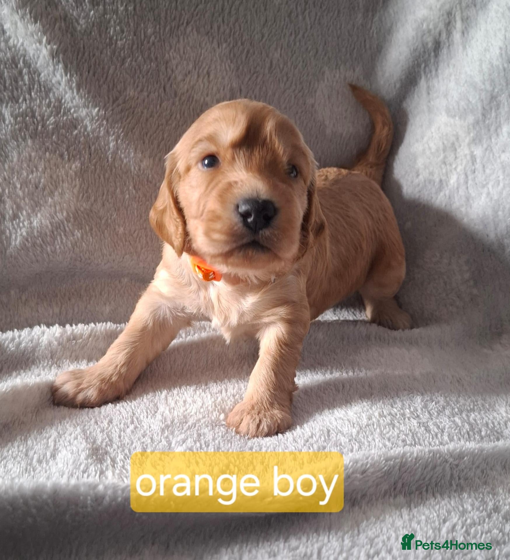 Cockapoo dogs F1B cockapoo puppies  - Advert 4