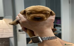 Labrador Retriever dogs for sale: 10 Beautiful Fox Red Labrador Puppies - Image 14