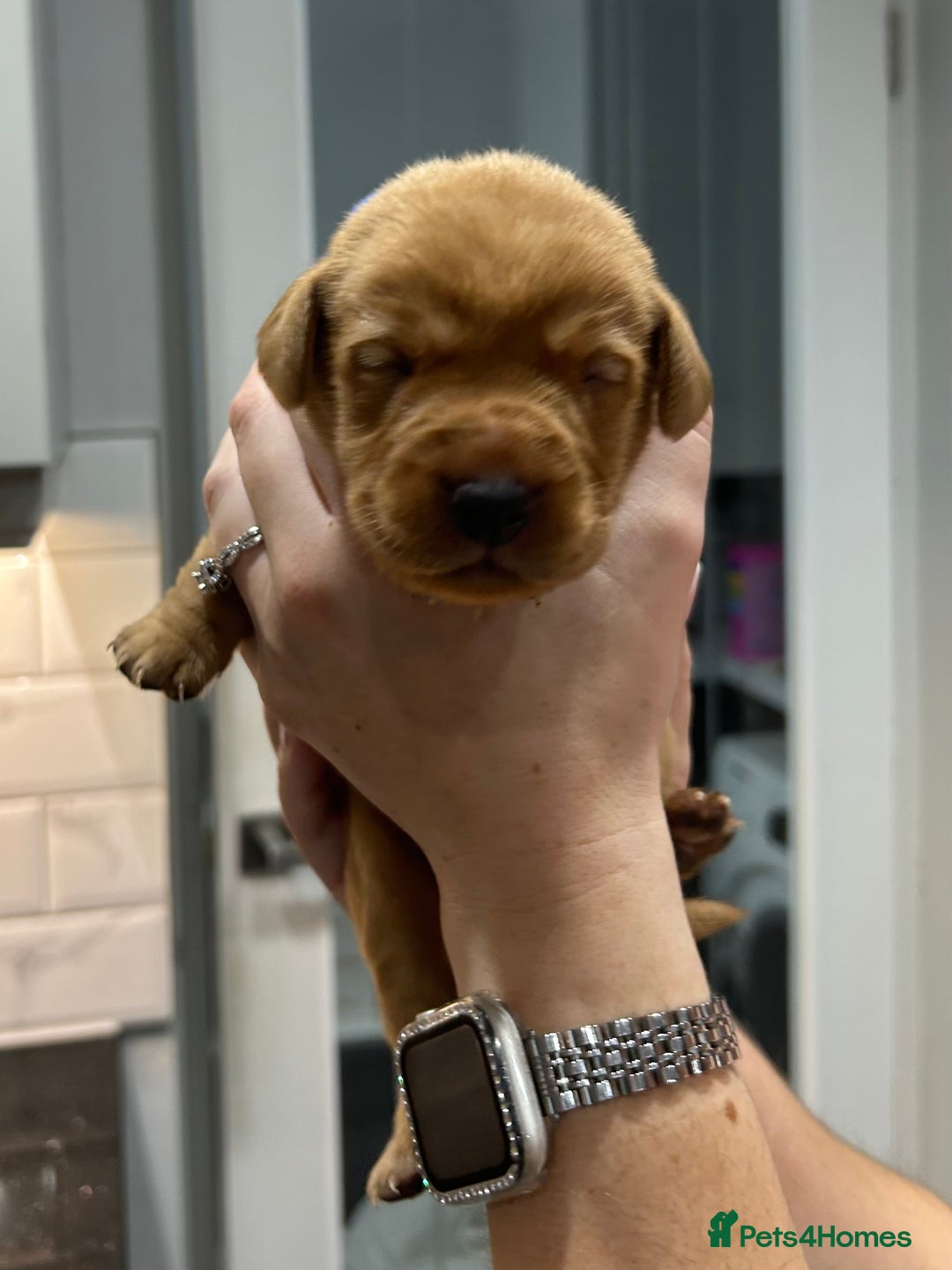 Labrador Retriever dogs for sale: 10 Beautiful Fox Red Labrador Puppies - Image 14