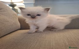 Ragdoll cats for sale: 🩵Blue Point KITTENS for sale!🩵 - Image 21