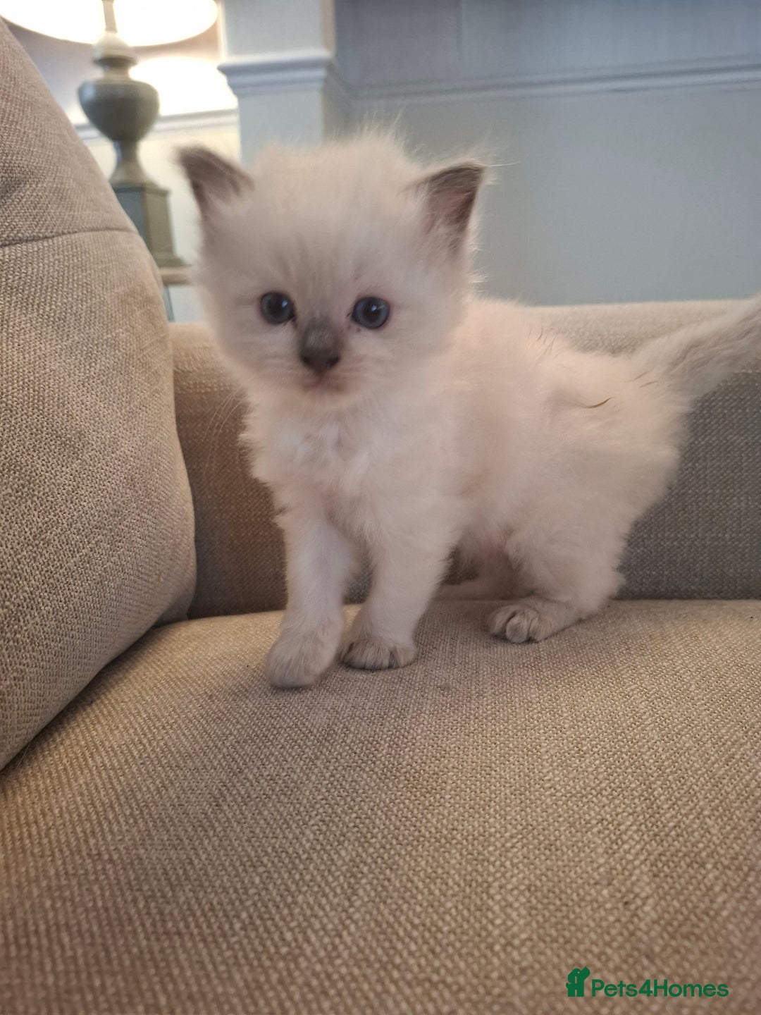 Ragdoll cats for sale: 🩵Blue Point KITTENS for sale!🩵 - Image 21