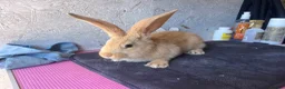 Continental Giant rabbits for sale: Pure continental giants  - Advert 3