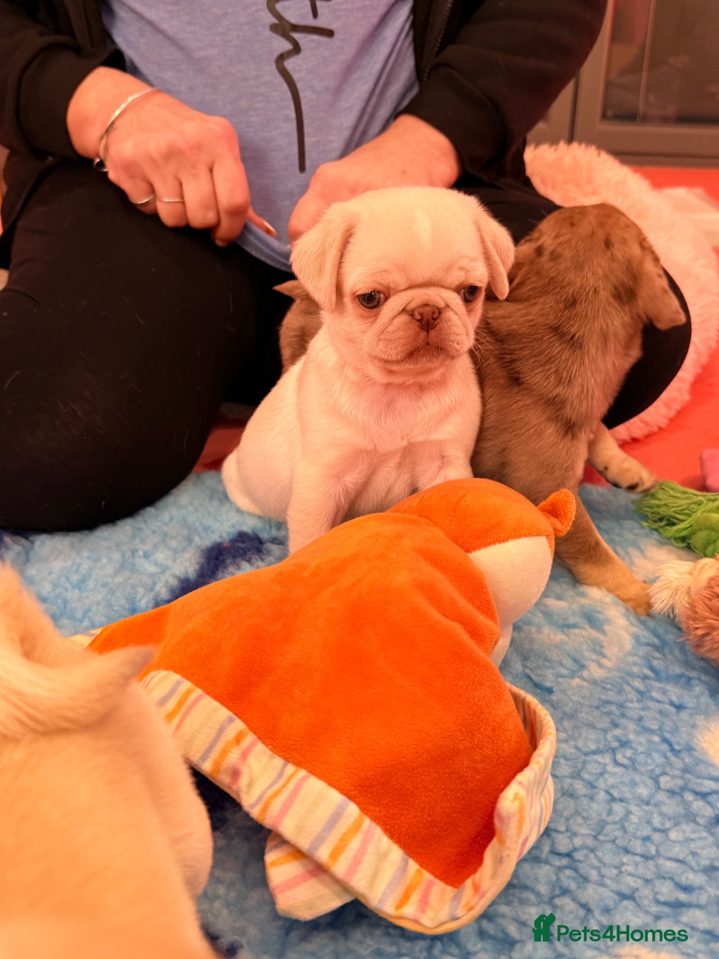 Pug dogs 3rd generation pugs 1 boy available  - Advert 2