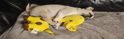 Pug dogs for sale: Beautiful litter of Pugs  - Advert 6