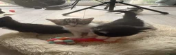 Maine Coon cats for sale: Maine Coon Cross Kittens unique features -stunning - Advert 4