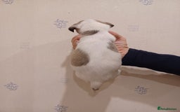 Whippet dogs for sale: Beautiful KC Reg Whippet Puppies - Advert 28