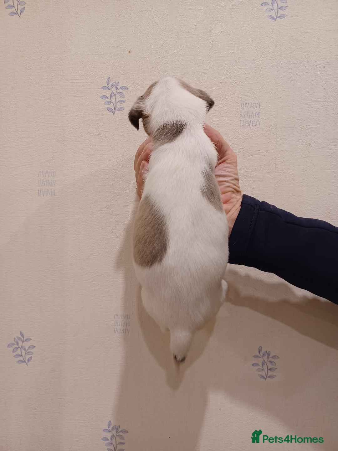 Whippet dogs for sale: Beautiful KC Reg Whippet Puppies - Advert 28