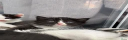 Mixed Breed cats for sale: RAGDOLL X kittens in Bristol - Advert 4