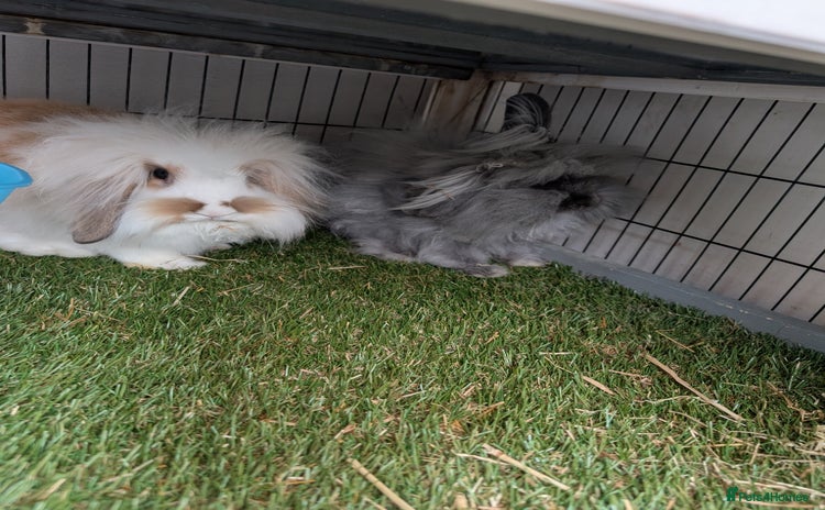 Mini Lion Lop rabbits - Advert 1