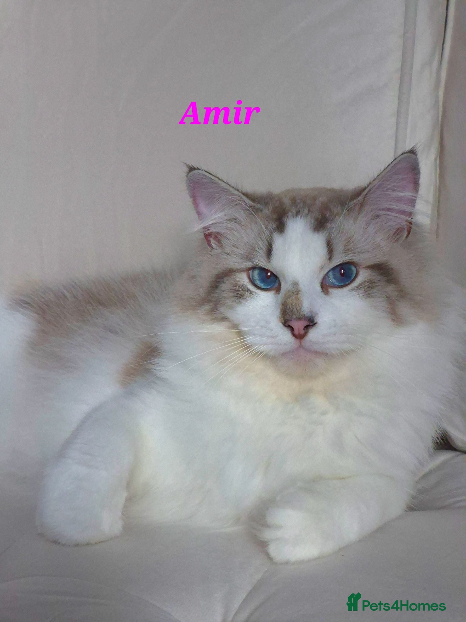 Ragdoll cats ✨ Exceptional Ragdolls,a distinguished lineage ✨ - Advert 2