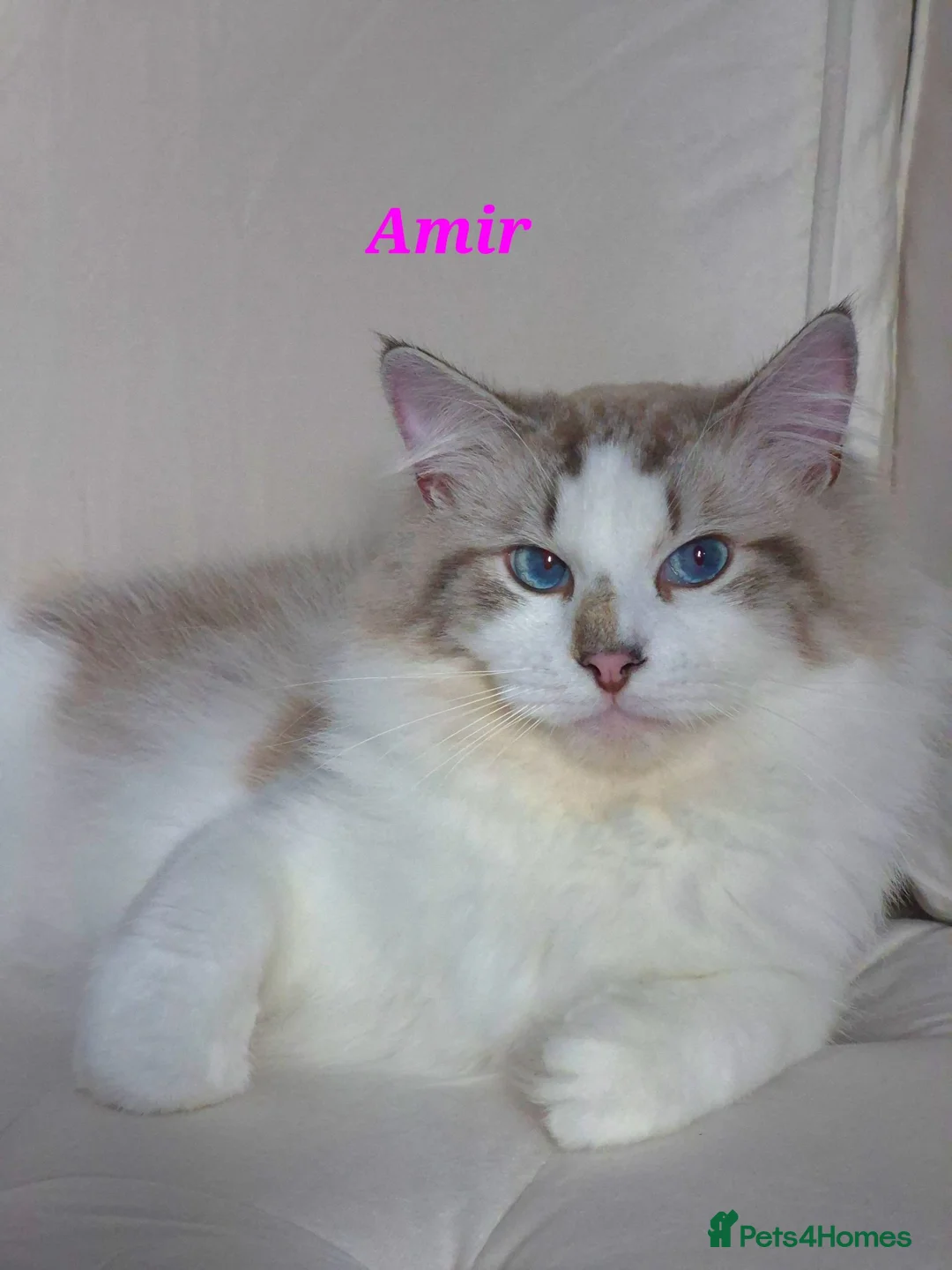 Ragdoll cats for sale: ✨ Exceptional Ragdolls,a distinguished lineage ✨ - Advert 2