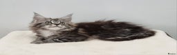 Maine Coon cats for sale: Pedigree Maine Coon Kittens GCCF REGISTERED  - Advert 7