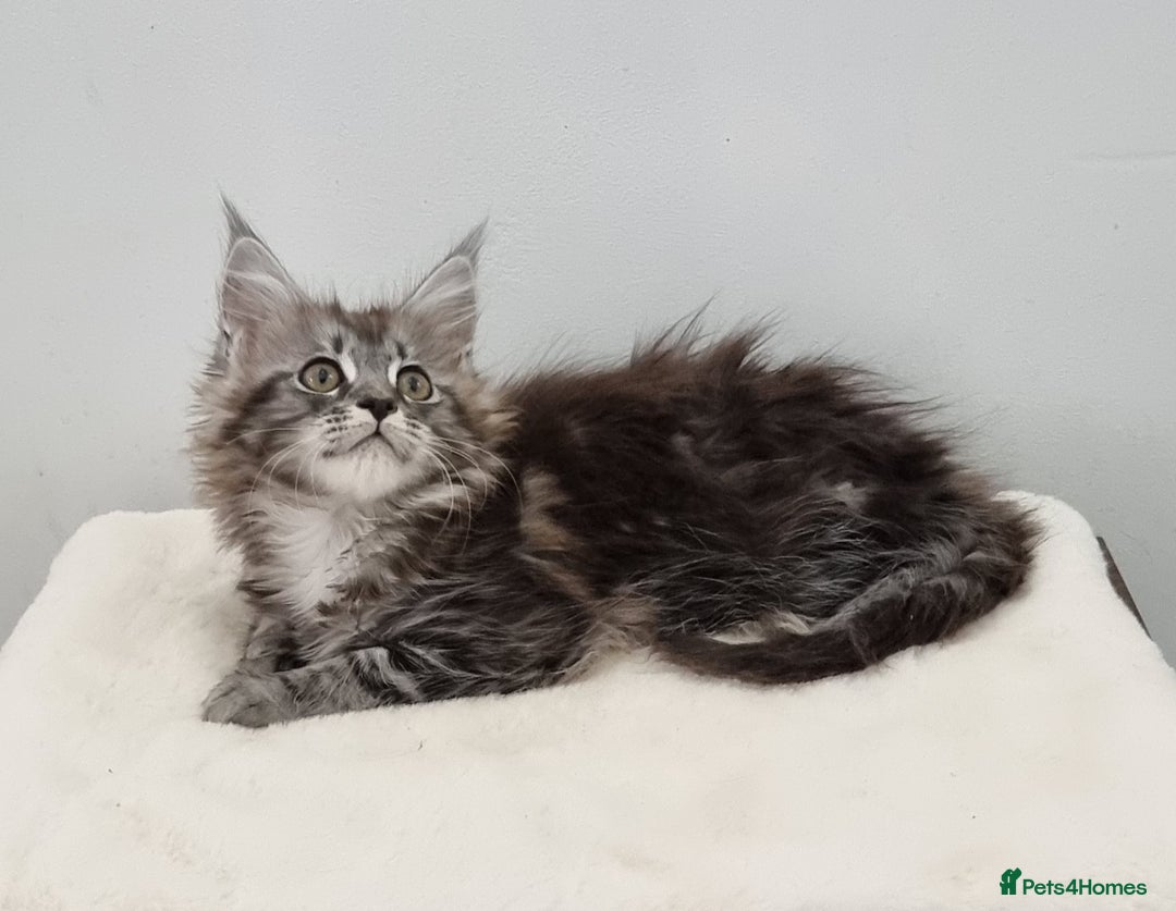Maine Coon cats for sale: Pedigree Maine Coon Kittens GCCF REGISTERED  - Advert 7