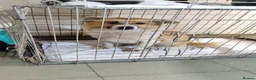 Mixed Breed dogs for adoption: Clara, 2-3 yrs old. Available for adoption. in Brixham - Advert 5