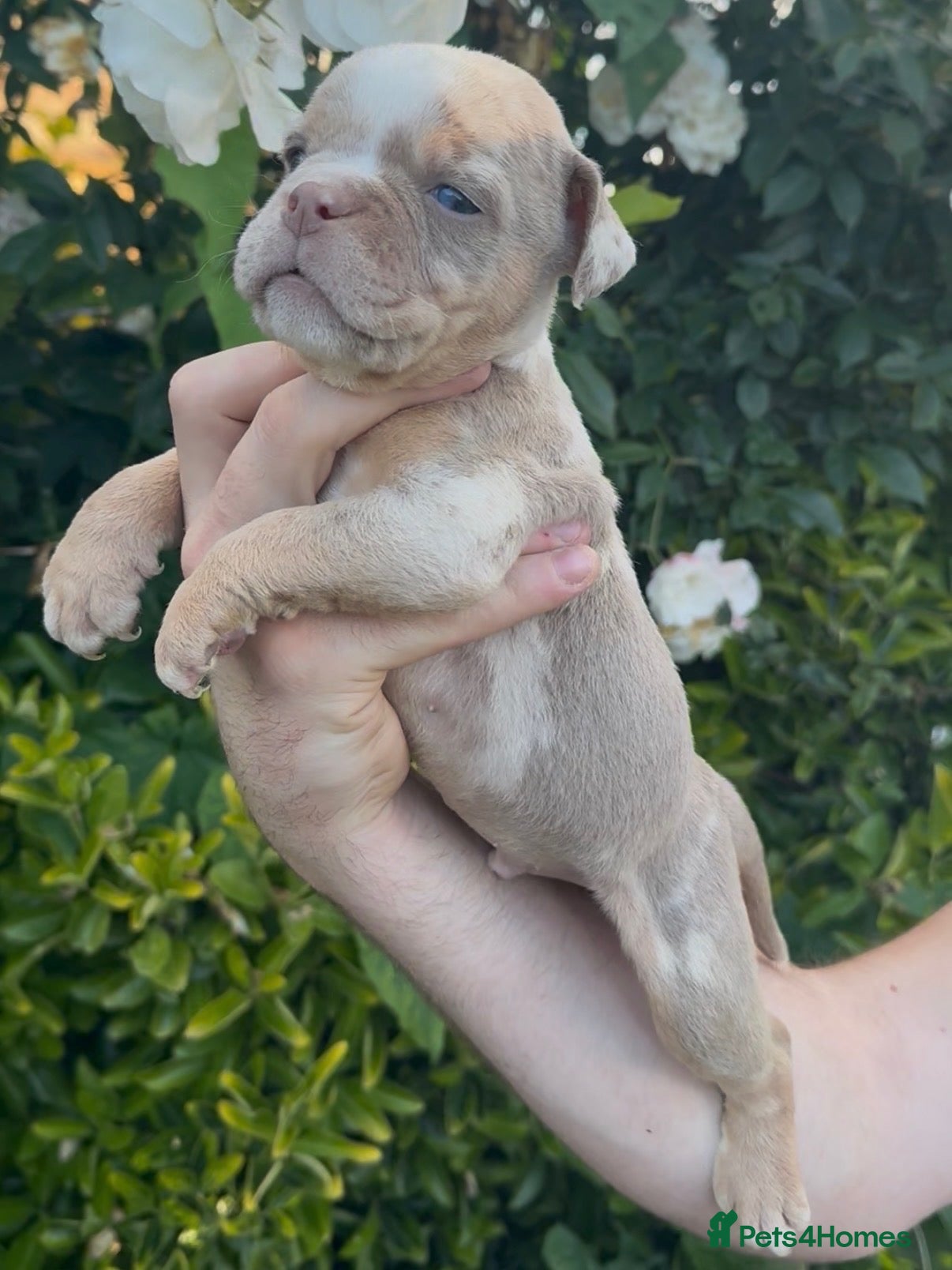 Olde English Bulldogge dogs 7 old tyme bulldog puppies available  - Advert 4