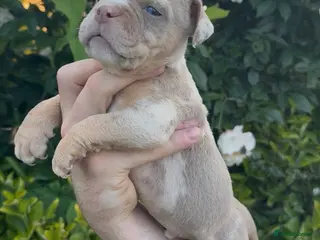 Olde English Bulldogge dogs 7 old tyme bulldog puppies available - Advert 4