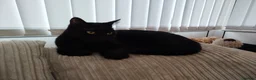Bombay cats for sale: Black male cat loki - Advert 7