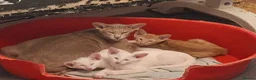 Oriental cats for sale: Gorgeous Oriental Cross Kittens - Advert 4