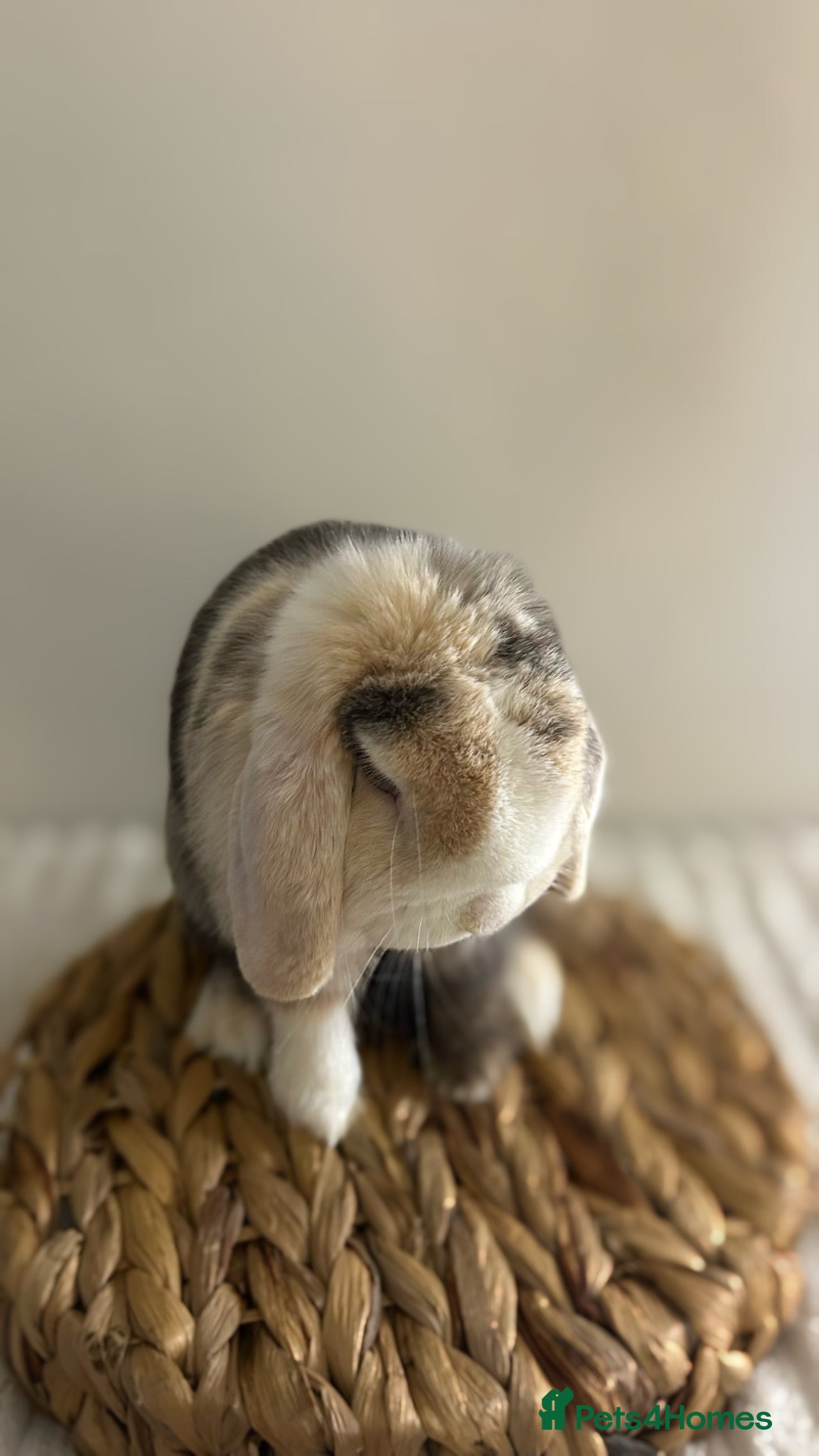 Mini Lop rabbits Purebred minilops ready to leave - Advert 2
