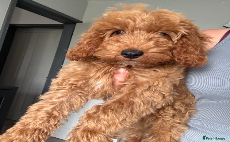 Cockapoo dogs - Advert 1
