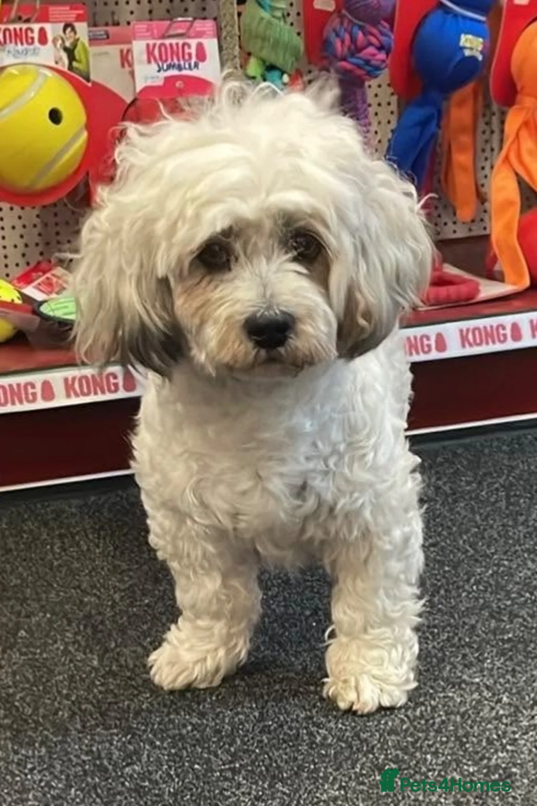 Mixed Breed dogs for adoption: Trinny needs a loving home  - Advert 1