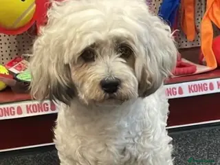 Mixed Breed dogs Trinny needs a loving home - Advert 1