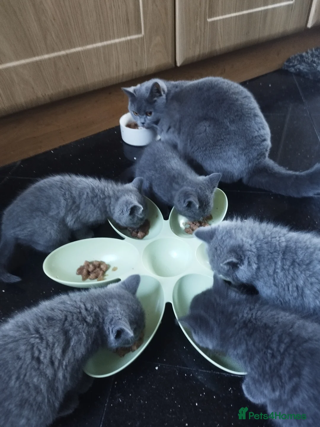 Mixed Breed cats for sale: British short hair - Advert 1