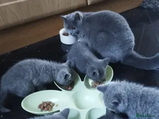 Mixed Breed cats British short hair - Advert 5