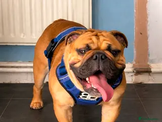 English Bulldog dogs BANKSY BOY - Advert 2