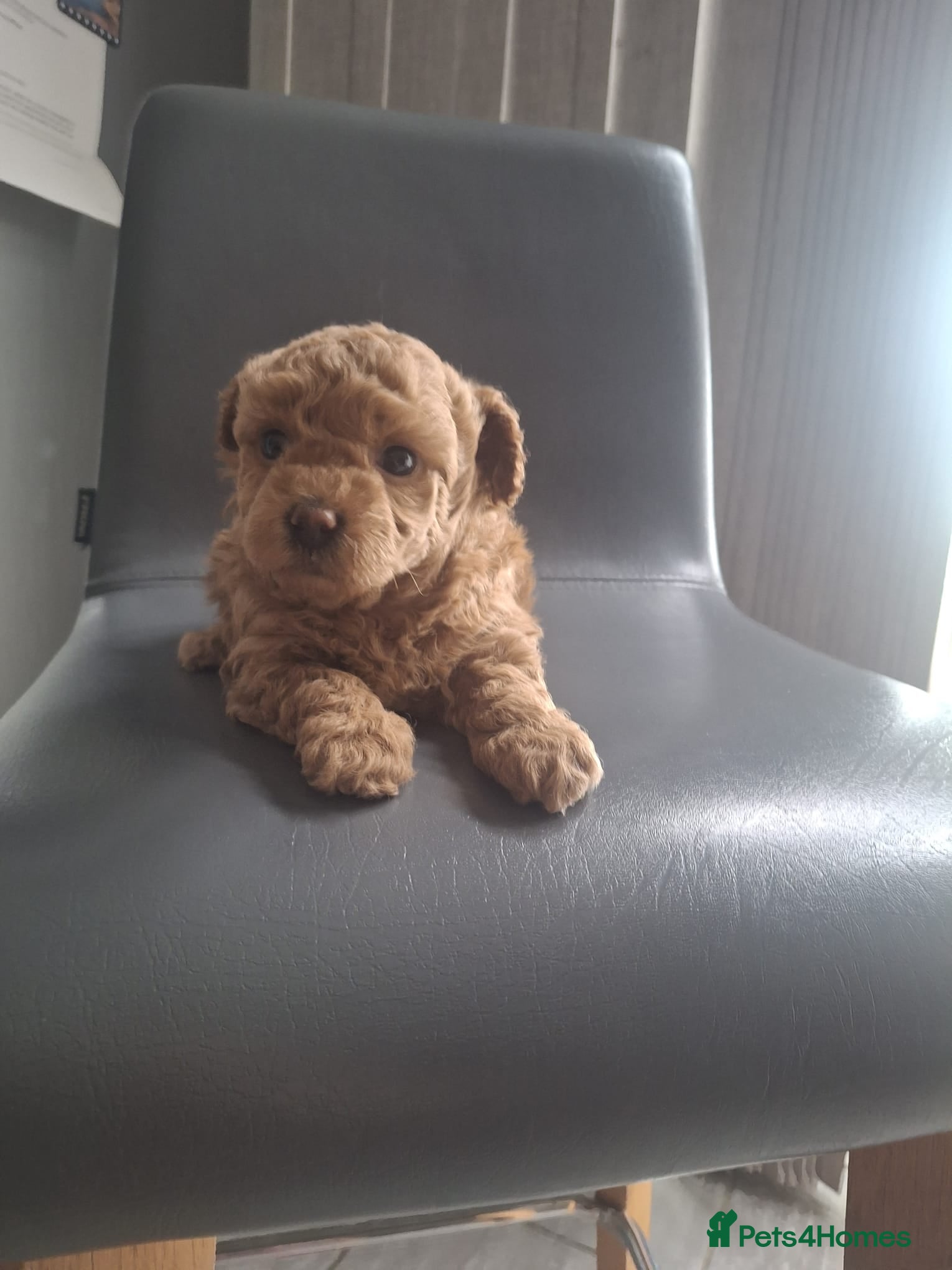 Maltipoo dogs Gorgeous Maltipoo Boy  - Advert 1