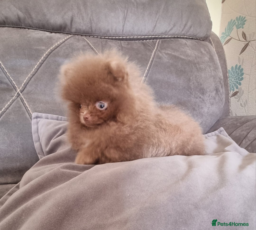 Pomeranian dogs for sale: Kc registered teddy bear pomeranians - Image 8