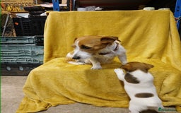 Jack Russell dogs for sale: Jack Russell puppies  - Image 4