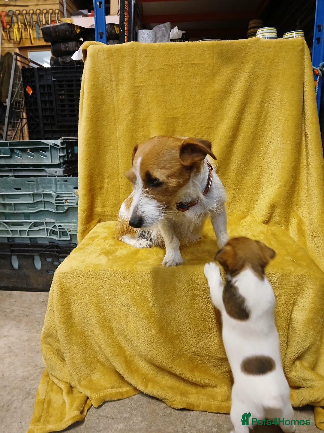 Jack Russell dogs for sale: Jack Russell puppies  - Image 4