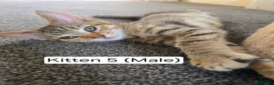 Domestic Shorthair 5