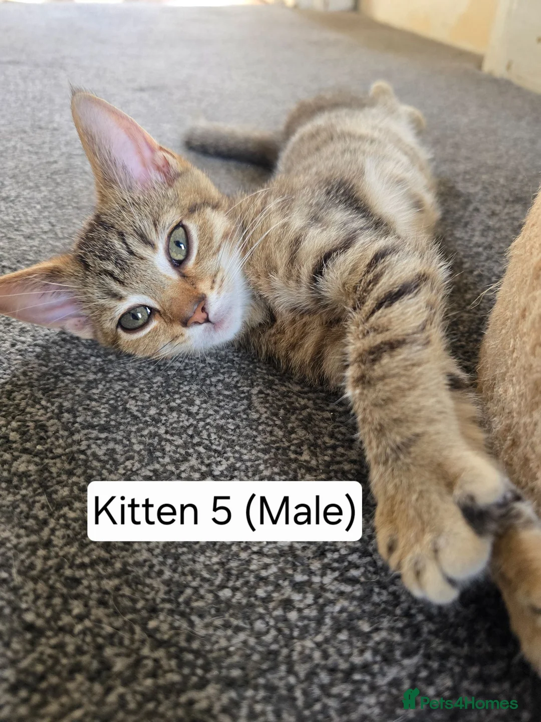 Domestic Shorthair cats for sale: 5 beautiful tabby kittens for Sale!!! - Advert 37
