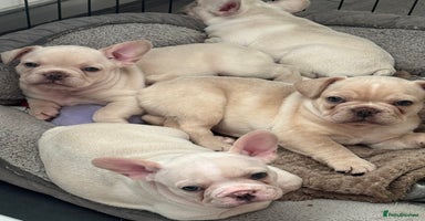 French Bulldog dogs ⚡️🐾 4 Adorable French bulldog puppies 🐾⚡️ - Advert 4