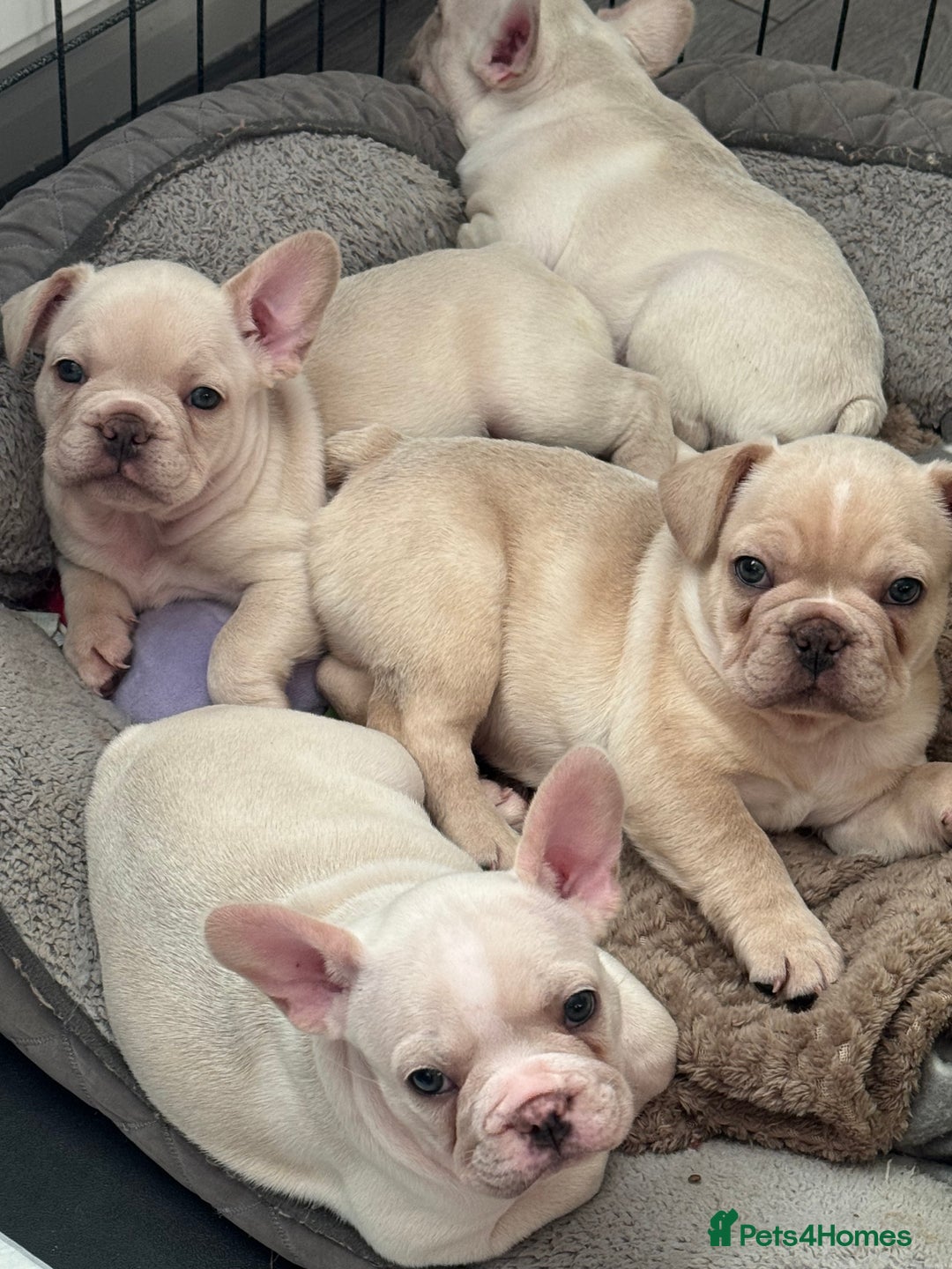 French Bulldog dogs for sale: last girl ready to leave now 🐾⚡️ - Advert 5