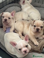 French Bulldog dogs ⚡️🐾 4 Adorable French bulldog puppies 🐾⚡️ - Advert 4